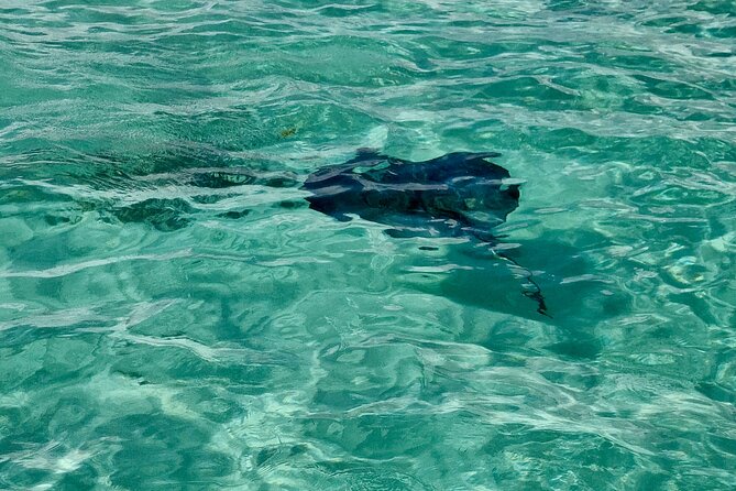 ANTIGUA FROM TOP TO BOTTOM: Stingray City, Beach, lunch & more... - Returning to St. John’s after six hours