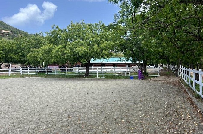 Antigua Horse Ride and Swim - Meeting a calm, carefully handled horse