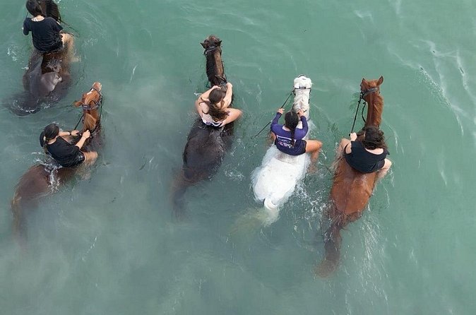 Antigua Horse Ride and Swim - Safety, equipment, and horse welfare