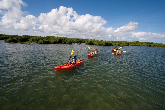 Antigua Zipline & Kayaking Combo From St. John's - Fig Tree Drive and the rainforest canopy