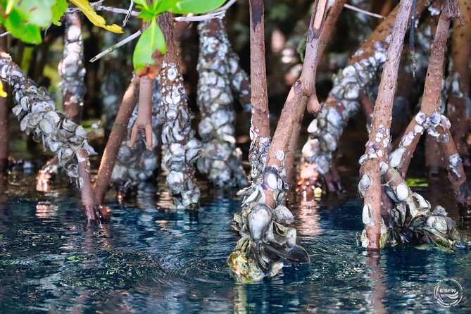 Clear Kayak Tour in Mangrove Antigua - What happens during the one-hour outing