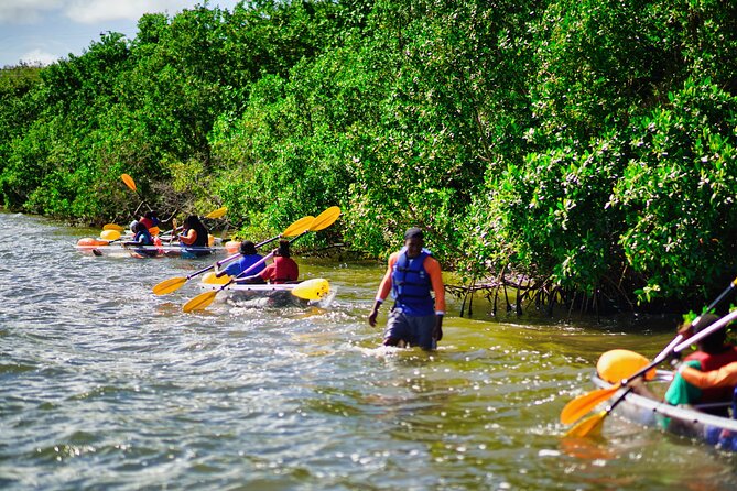 Clear Kayak Tour in Mangrove Antigua - How the $90 price measures up