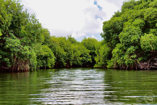 Clear Kayak Tour in Mangrove Antigua - A note about the related snorkeling option
