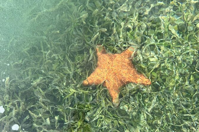Crystal Kayak & Snorkel Eco Tour (with transfer) - Who should book this eco tour?