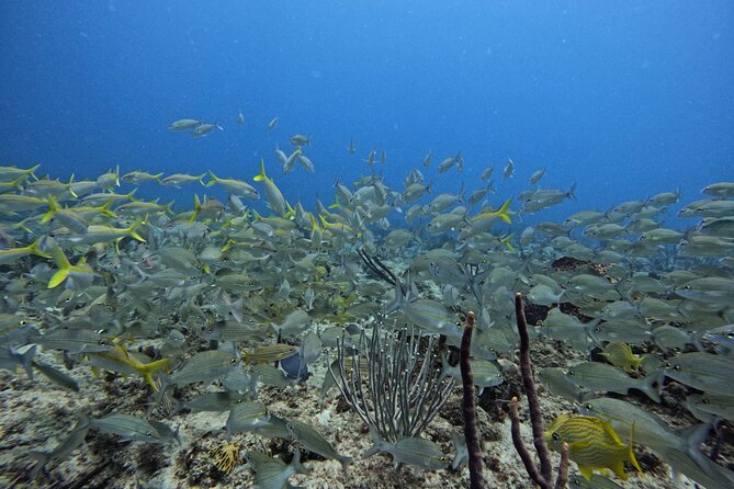 DiveCarib - An Eco-Friendly Certified Diver Trip in Antigua - Entering the water with a local guide