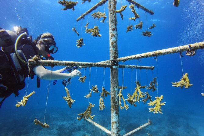 DiveCarib - An Eco-Friendly Certified Diver Trip in Antigua - Wildlife rules that improve the experience