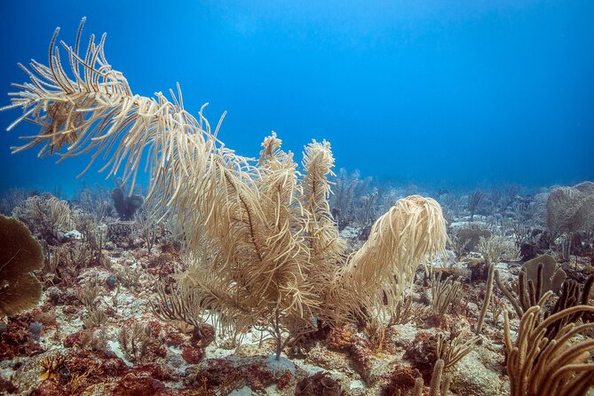 DiveCarib - An Eco-Friendly Certified Diver Trip in Antigua - How the $199 price measures up