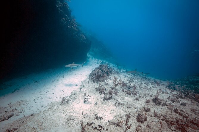 DiveCarib - An Eco-Friendly Certified Diver Trip in Antigua - What can change on the morning