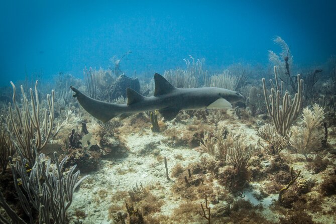 DiveCarib - An Eco-Friendly Certified Diver Trip in Antigua - The cruise ship question