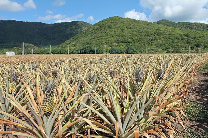 Half-Day Tour: A Taste of Paradise and History of Antigua - Is $95.47 good value?