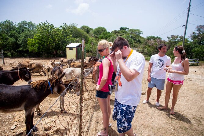 Island Safari Discovery - Learning Antigua’s stories at the National Parks center