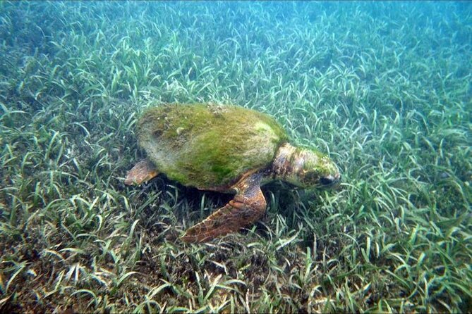 Private Snorkeling and Sightseeing Tour of Antigua - Who should book this Antigua experience?