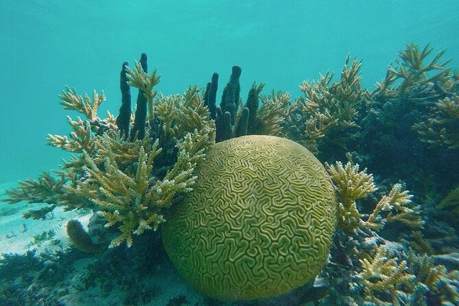 Snorkel - Lobster Lunch Cruise to Bird Island and Paradise Reef - Bird Island and the first reef stop