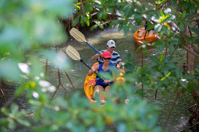 SoCoHo Eco Half Day - Mangrove Kayak & Reef Snorkeling - Guides Who Shape the Day