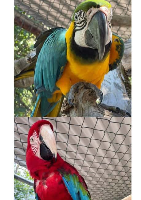 St. John's; Combo Laviscount Island & Swimming with Stingray - The guide makes a real difference