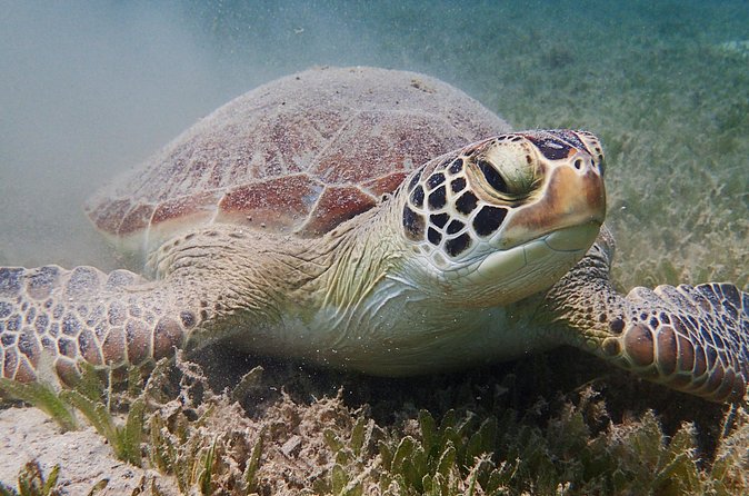 Turtle Beach Power Snorkeling Adventure - Around the Pillars of Hercules