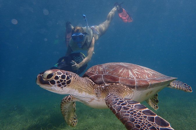 Turtle Beach Power Snorkeling Adventure - The included photos are more valuable than they sound