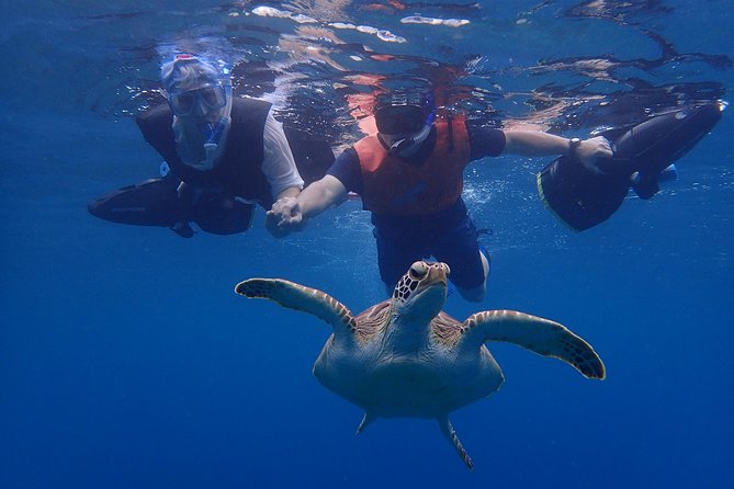 Turtle Beach Power Snorkeling Adventure - Who will enjoy this most?