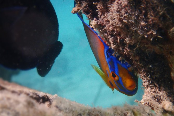 Under the Sea snorkeling(Stingray/Kayak/ Power Snorkel available) - What the three-hour Antigua outing is really like