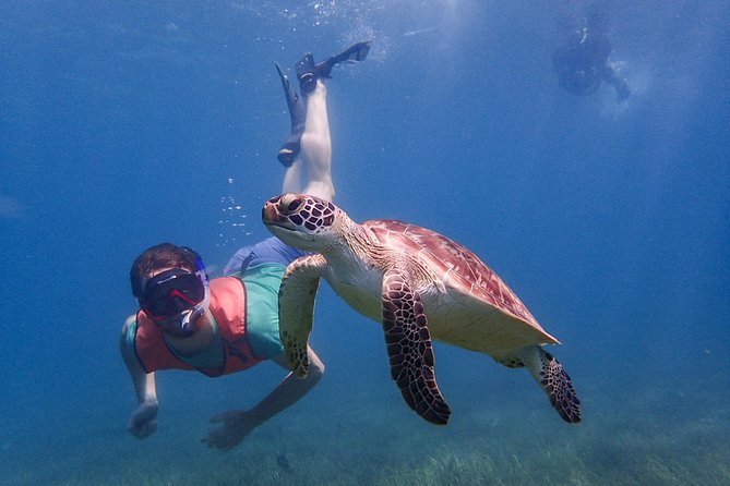 Under the Sea snorkeling(Stingray/Kayak/ Power Snorkel available) - Long Bay for beach time and a simpler swim