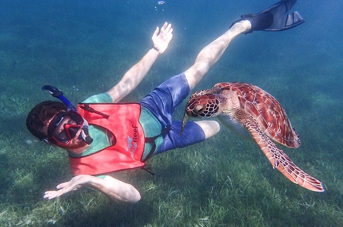 Under the Sea snorkeling(Stingray/Kayak/ Power Snorkel available) - English Harbour and the custom island choices