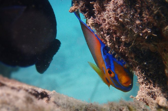 Under the Sea snorkeling(Stingray/Kayak/ Power Snorkel available) - Stingrays, kayaks, and power snorkeling