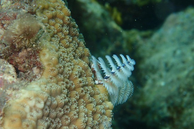 Under the Sea snorkeling(Stingray/Kayak/ Power Snorkel available) - Private transport from St. John’s