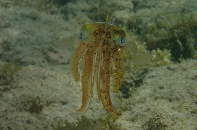 Under the Sea snorkeling(Stingray/Kayak/ Power Snorkel available) - Drinks and what is included onboard