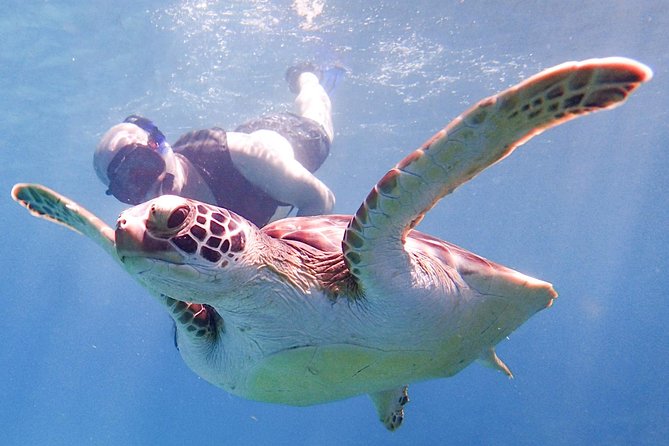 Under the Sea snorkeling(Stingray/Kayak/ Power Snorkel available) - Cades Bay Reef and its underwater sights